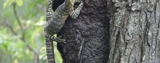 The Reptiles Of Lockyer Valley Murphys Creek Escape