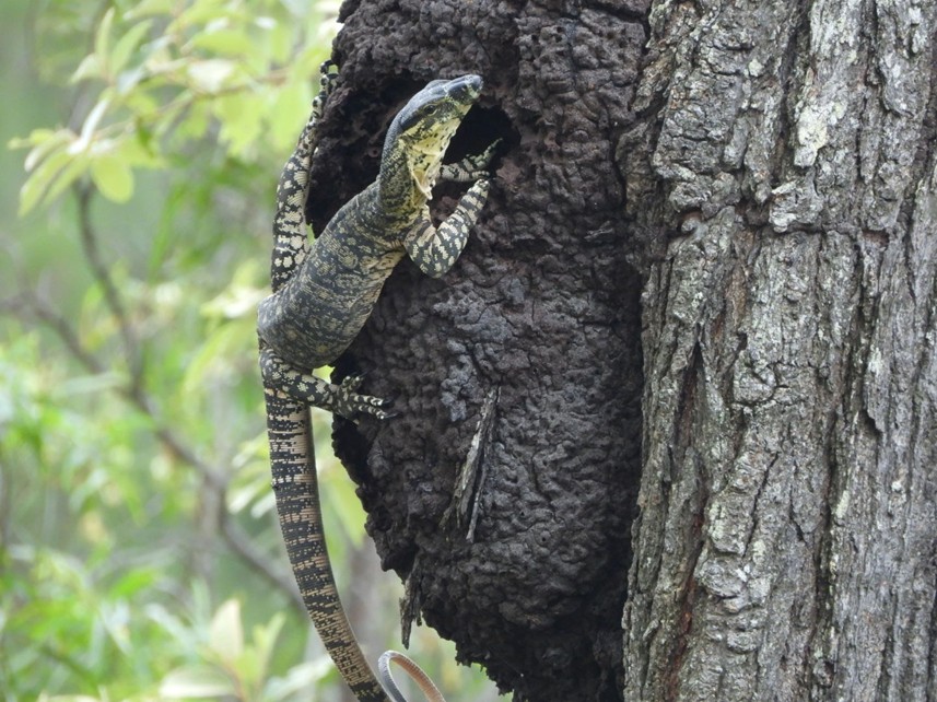 The Reptiles of Murphy’s Creek in the Lockyer Valley