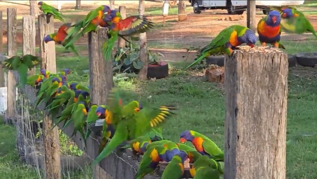 Camping With Bird Feeding In Australia Queensland Mce