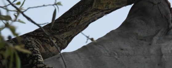 Tree Goanna Murphys Creek Escape