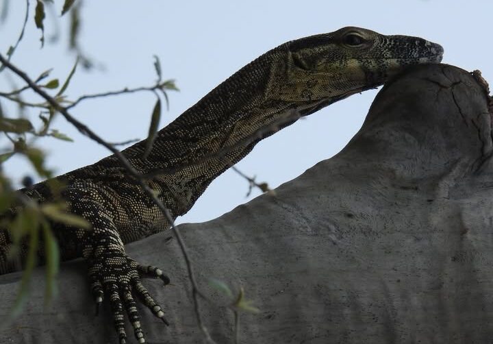 The Tree Goanna – Lace Monitor Lizard