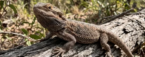 The Bearded Dragon (Pogona barbata)