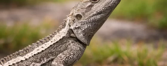 The Jacky Dragon Amphibolurus Muricatus