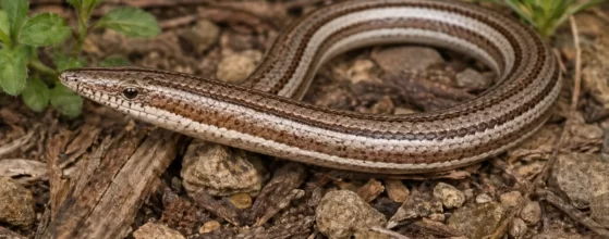 Burtons Legless Lizard Murphys Creek Escape
