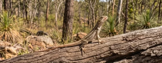 The Nobbi Dragon Diporiphora Nobbi