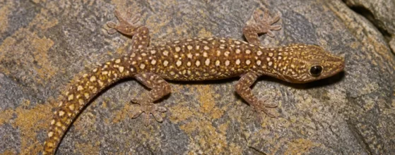 The Southern Spotted Velvet Gecko Oedura Tryoni