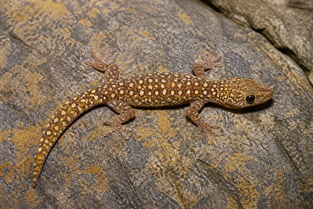 The Southern Spotted Velvet Gecko (Oedura tryoni)