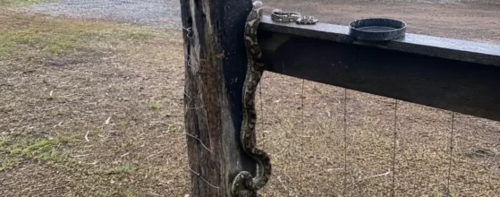 The Coastal Carpet Python (Morelia spilota mcdowelli)