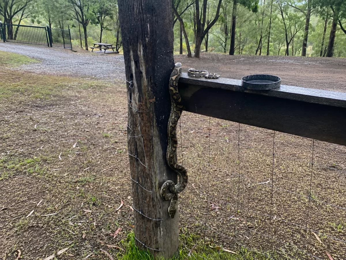The Coastal Carpet Python (Morelia spilota mcdowelli)