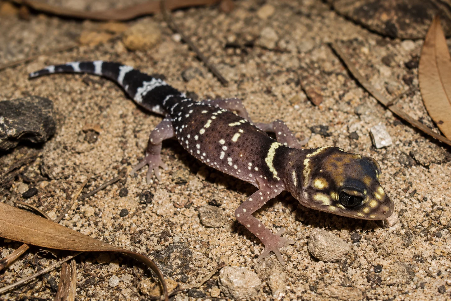 The Thick-tailed Barking Gecko (Underwoodisaurus milii)