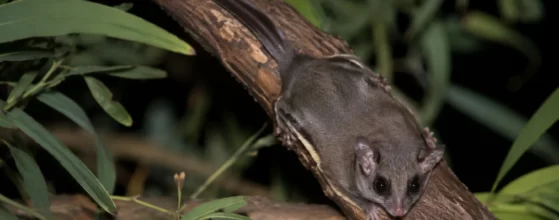 The Feathertail Glider (Acrobates pygmaeus)
