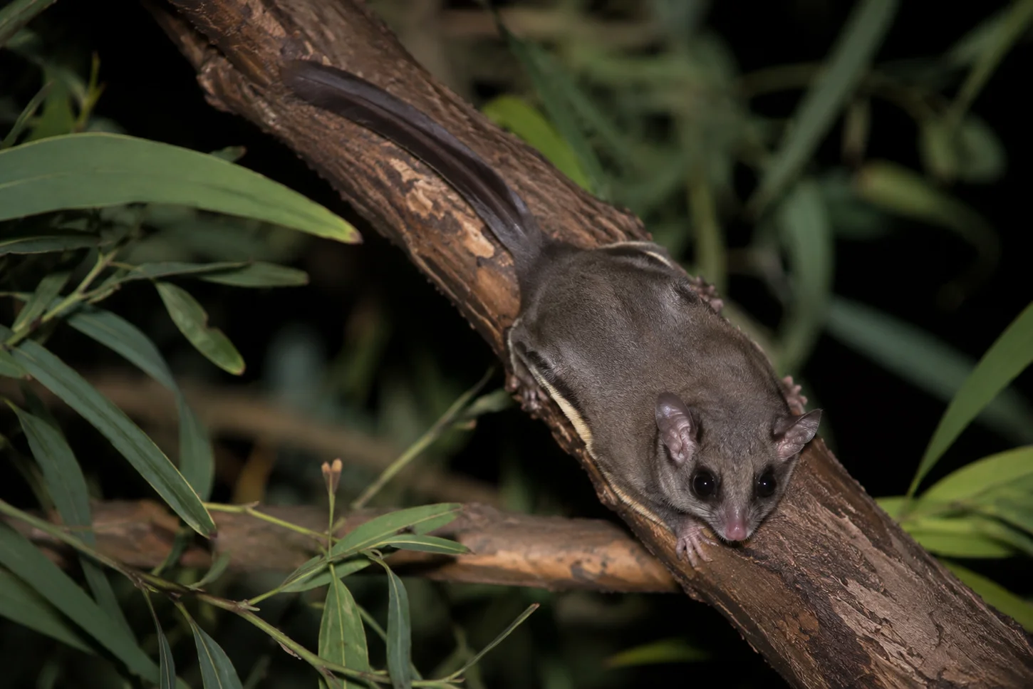 The Feathertail Glider (Acrobates pygmaeus)