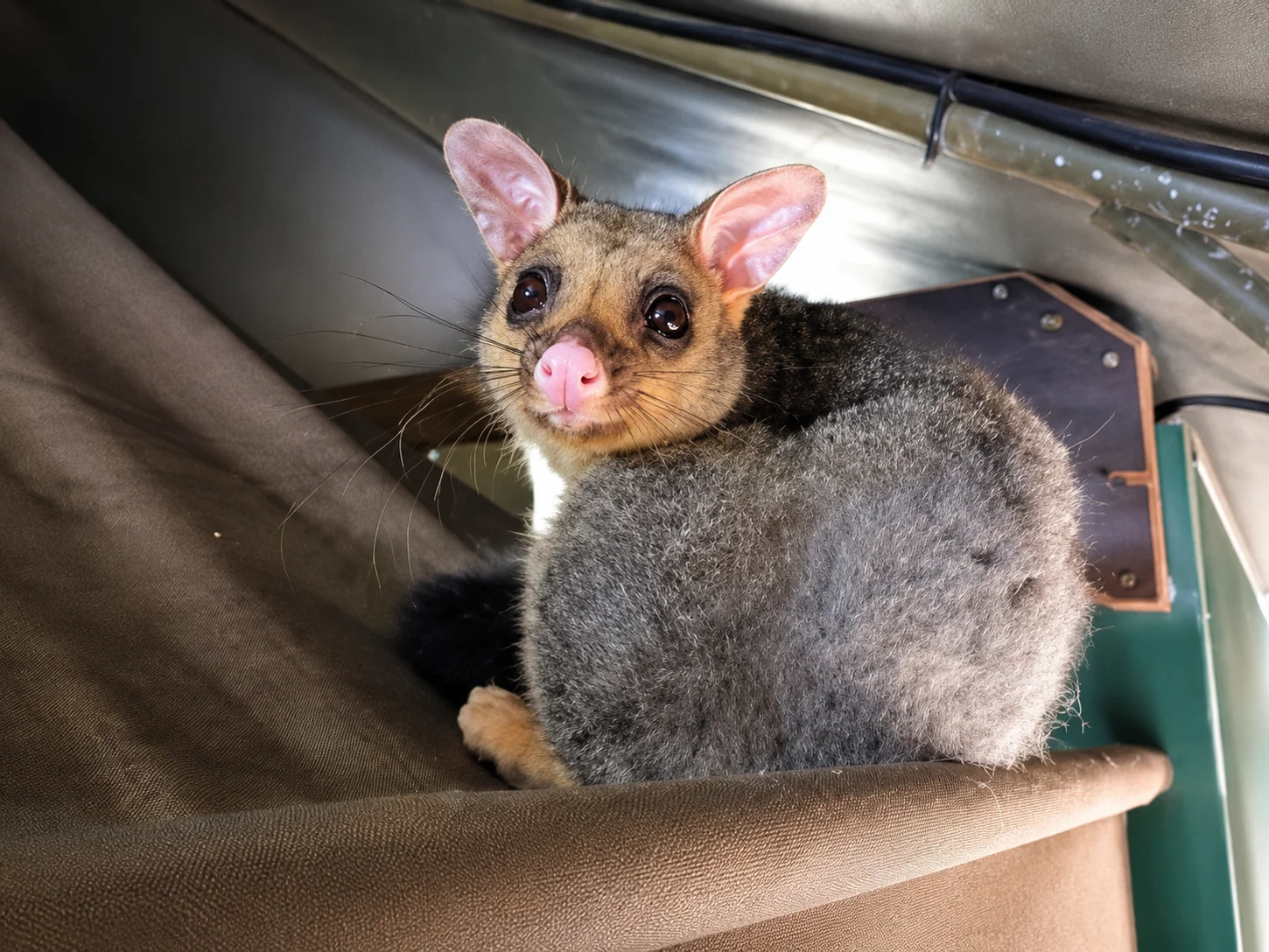 The Brushtail Possum (Trichosurus vulpecula)