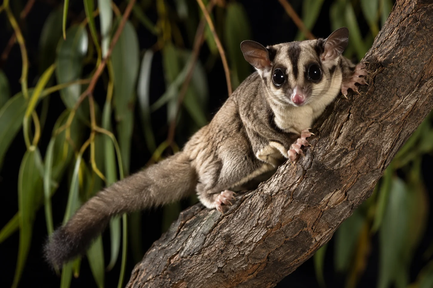The Sugar Glider (Petaurus breviceps)