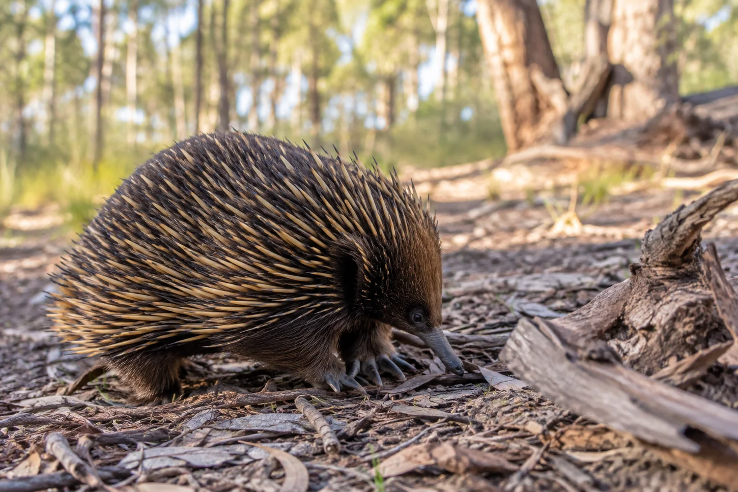 Short-beaked Echidna (Tachyglossus aculeatus)