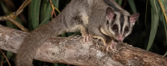 Squirrel Glider