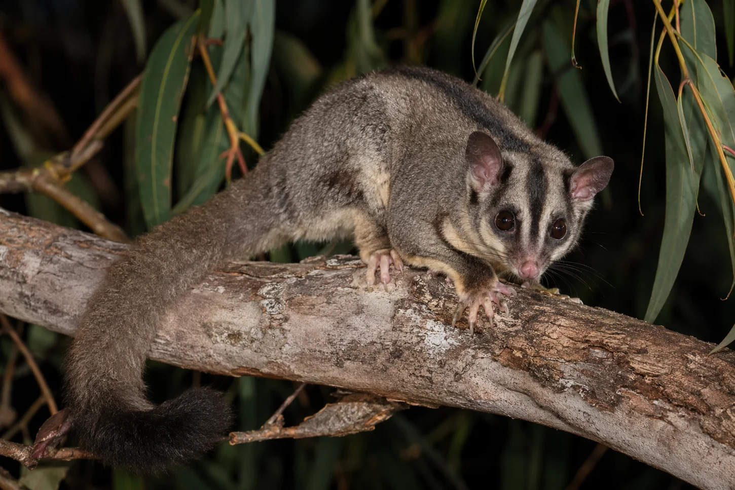 The Squirrel Glider (Petaurus norfolcensis)