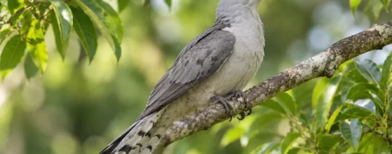 The Channel-billed Cuckoo (Scythrops novaehollandiae)