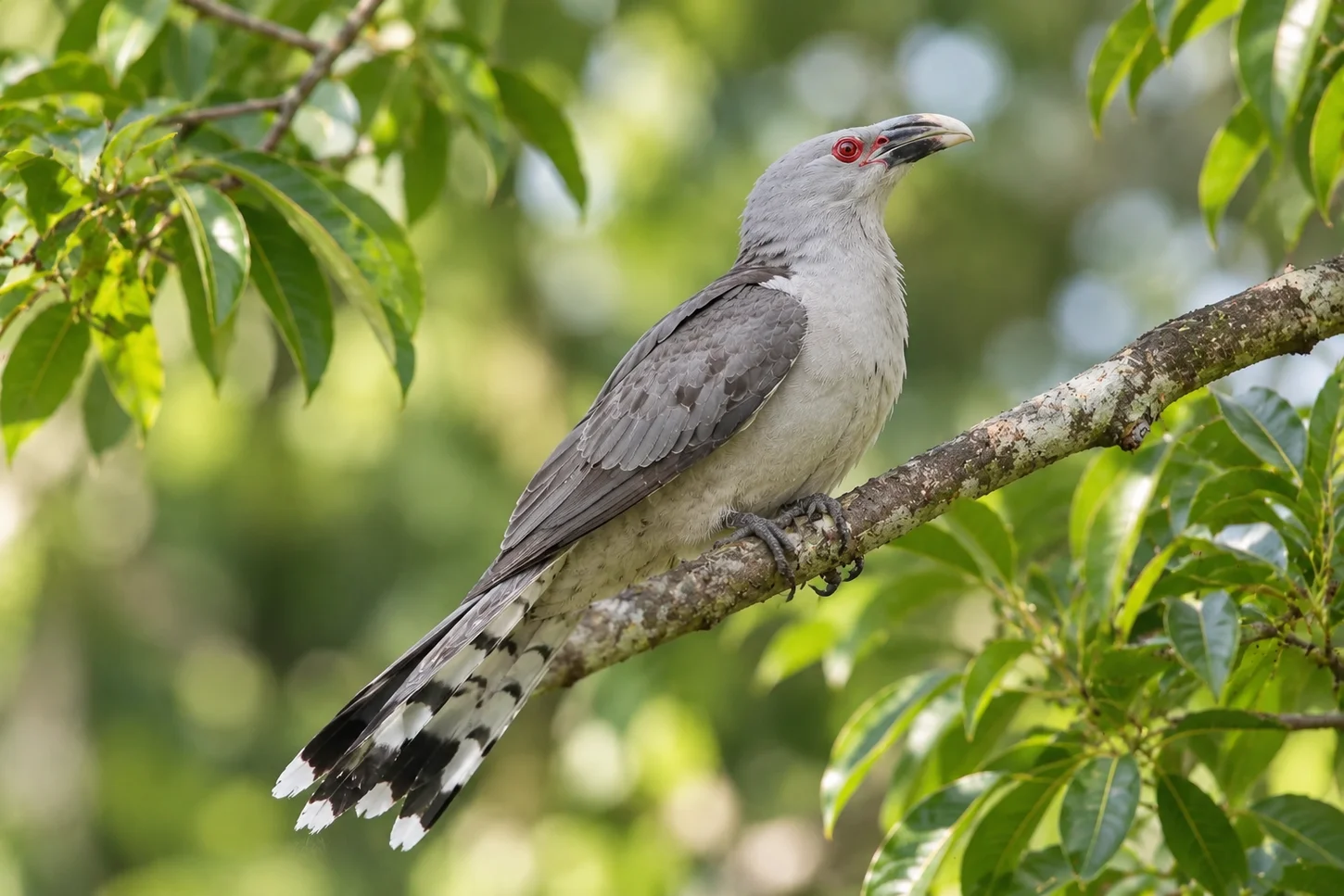 The Channel-billed Cuckoo (Scythrops novaehollandiae)