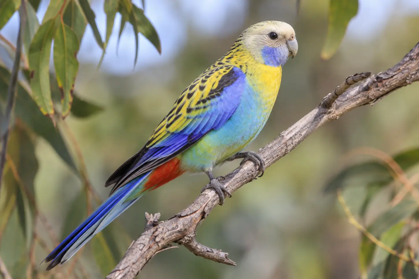The Pale-headed Rosella (Platycercus adscitus)