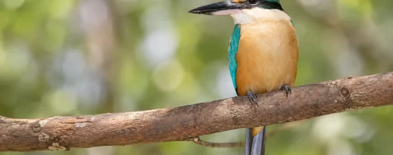 The Sacred Kingfisher (Todiramphus sanctus)