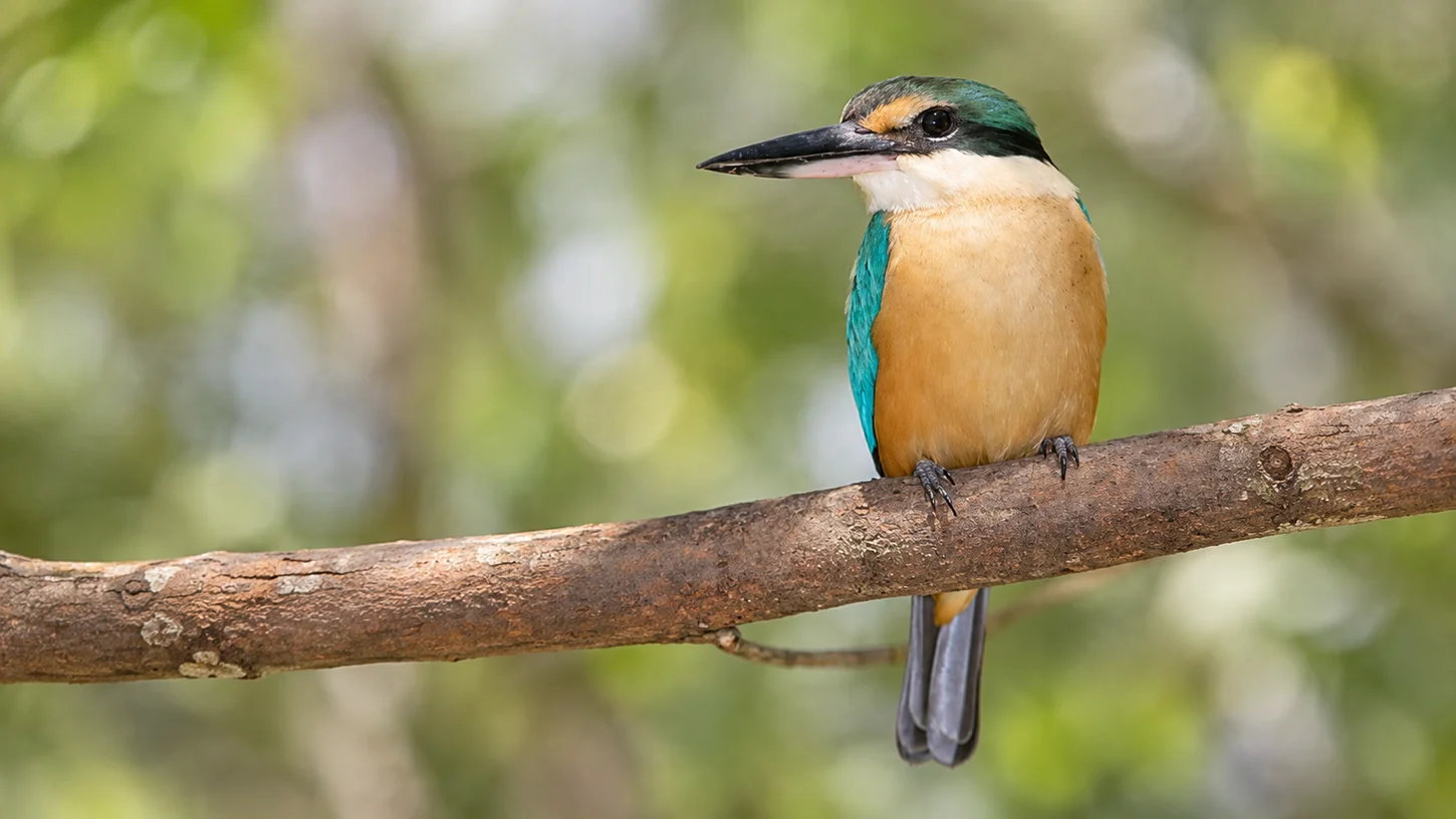 The Sacred Kingfisher (Todiramphus sanctus)